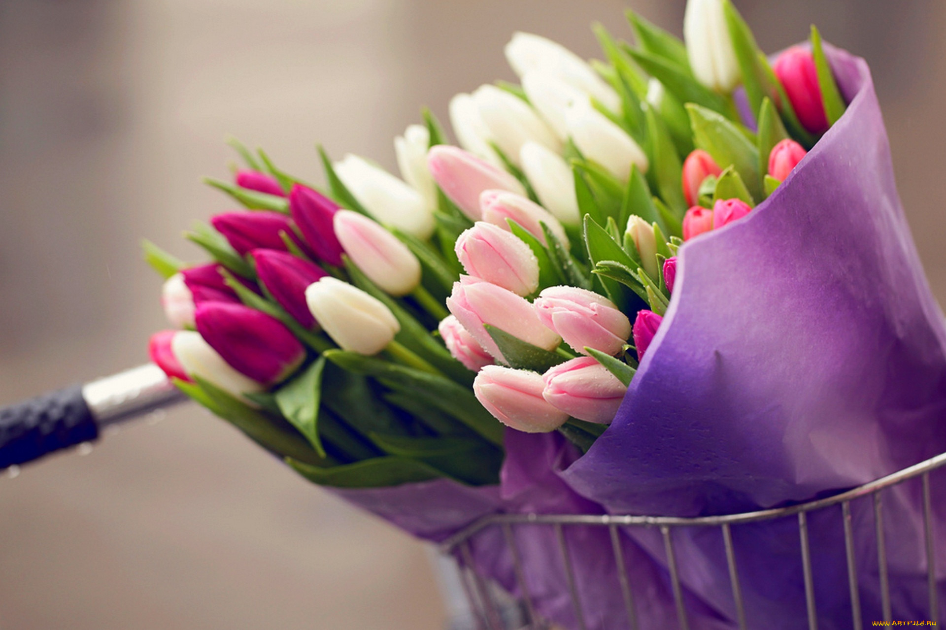 , , flowers, bouquet, tulips, drops, bike, , , 